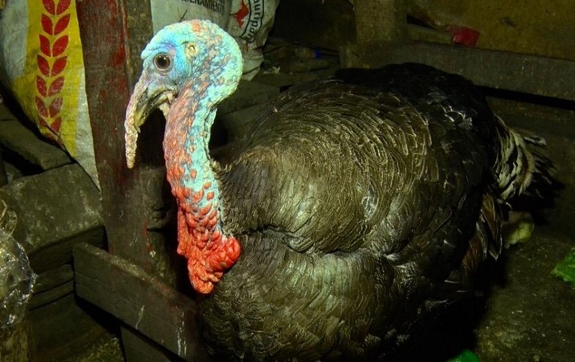 gallinas y estrenos